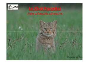 Le Chat Forestier - Groupe mammalogique d`Auvergne
