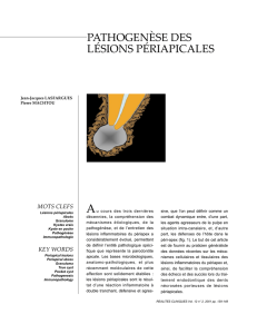 pathogenèse des lésions périapicales