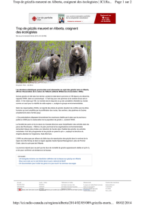 Trop de grizzlis meurent en Alberta, craignent des écologistes