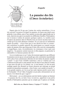 La punaise des lits (Cimex lectularius) - Manche