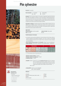 Pin sylvestre - Hout Info Bois