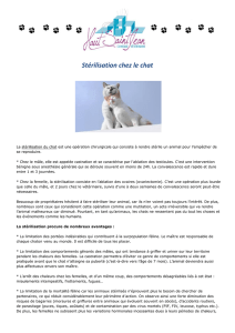 Stérilisation chez le chat - Clinique Vétérinaire du Haut Saint-Jean