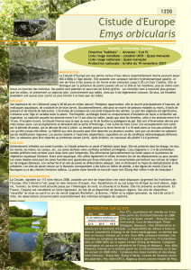 Cistude d`Europe - Natura 2000 des Barthes de l`Adour