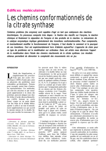 Les chemins conformationnels de la citrate synthase L