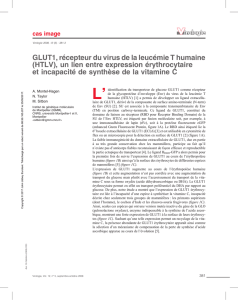 GLUT1, récepteur du virus de la leucémie T humaine