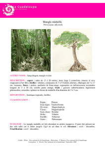 Fiche espèce Mangle médaille - Parc national de la Guadeloupe