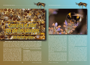 de l`importance des insectes Denis Michez, Nicolas Vereecken