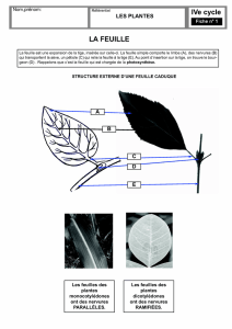 IVe cycle LA FEUILLE