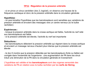TP12 : Régulation de la pression artérielle