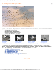 Aves :: Les grands goélands de la région wallone