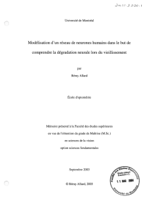 Modélisation d`un réseau de neurones humains dans le but de