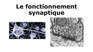 Le fonctionnement synaptique