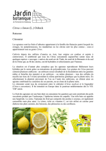 Citrus x limon (L.) Osbeck