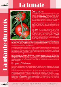 La plante du mois La tomate - La Haye
