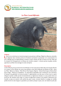 Le Porc Local Africain - AU-IBAR
