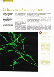 Neurogenèse in vitro – FNRS News