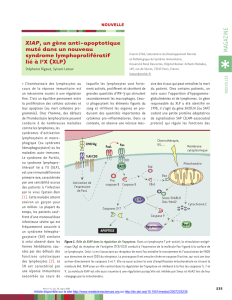 XIAP, un gène anti-apoptotique muté dans un nouveau syndrome