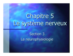 Chapitre 5 Le système nerveux