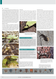 deux pages sur les fourmis