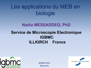 Les applications du MEB en biologie (N Messaddeq/IGBMC)