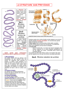 la structure des protéines