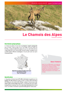 Chamois des Alpes - Agenda 21