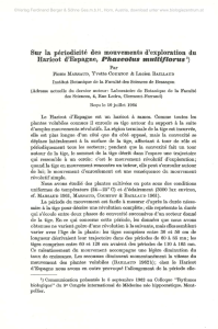 Haricot d`Espagne, Phaseolus muiiiflorus1