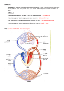 TITRE : Schéma simplifié de la circulation sanguine