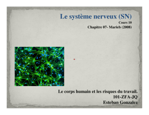 Le système nerveux (SN)