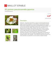 60 graines pseudocamelia japonica
