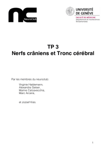 TP 3 Nerfs crâniens et Tronc cérébral