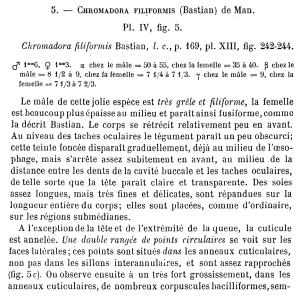 Pl. IV, fig. 5. Chromadora filiformis Bastian, lc, p. 169, pl. XIII, fig. 242