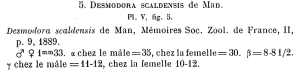 Desmodora scaldensis de Man, Mémoires Soc. ZOOl. de France, II