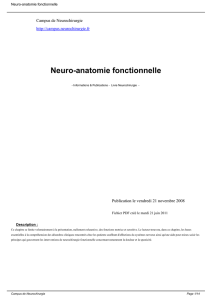 Neuro-anatomie fonctionnelle