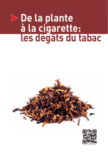 De la plante à la cigarette: les dégâts du tabac