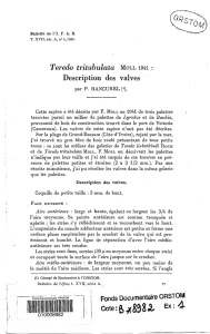 Teredo tritubulata Moll 1941: description des valves