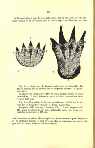 Fig. 1. — Empreinte de la patte antérieure du Crocodile des Ajjers
