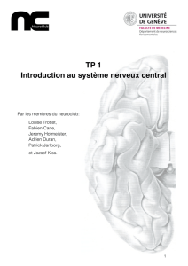 TP 1 Introduction au système nerveux central
