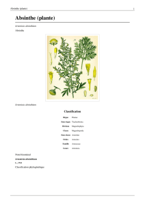 Absinthe (plante) - doc-developpement