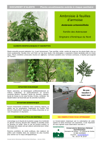 Document d`alerte Ambrosia artemisiifolia