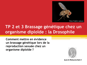 TP 5 Brassage génétique chez un organisme diploïde : la Drosophile
