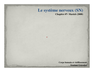 Le système nerveux (SN)