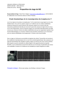 Transmigration lymphocytes T M.-P. Valignat LAI