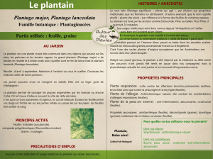 Le plantain - Autour des plantes