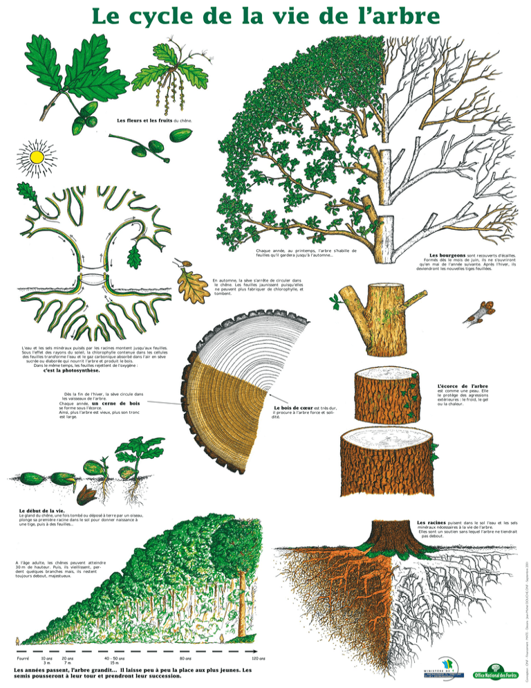 Le Cycle De La Vie De L arbre Le Cycle De La Vie De L arbre