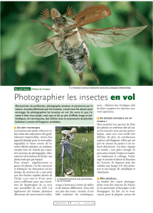 Photographier les insectes en vol / Insectes n° 141