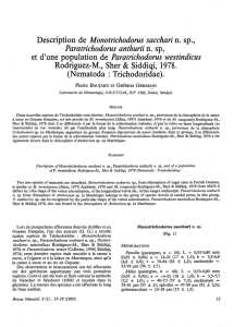 Description de Monotrichodorus sacchari n. sp., Paratrichodorus