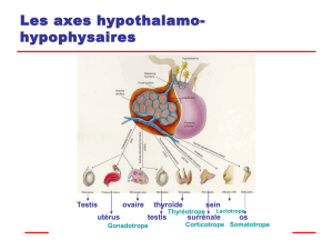 Les axes hypothalamo