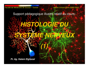 Le système nerveux (1)