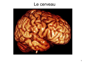 L&eacute;sion du cortex pr&eacute;frontal dorsolat&eacute;ral